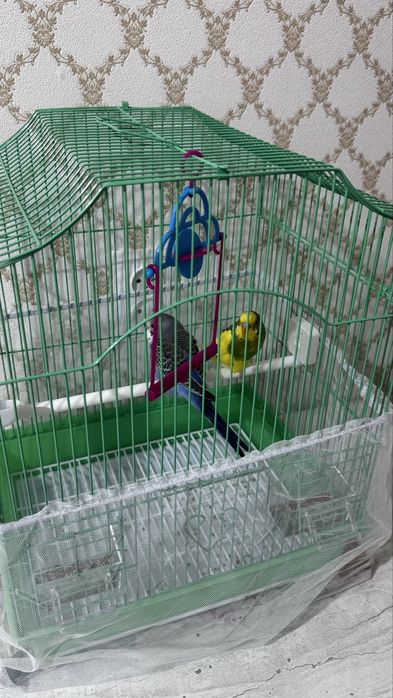 Папугай 2мальчика