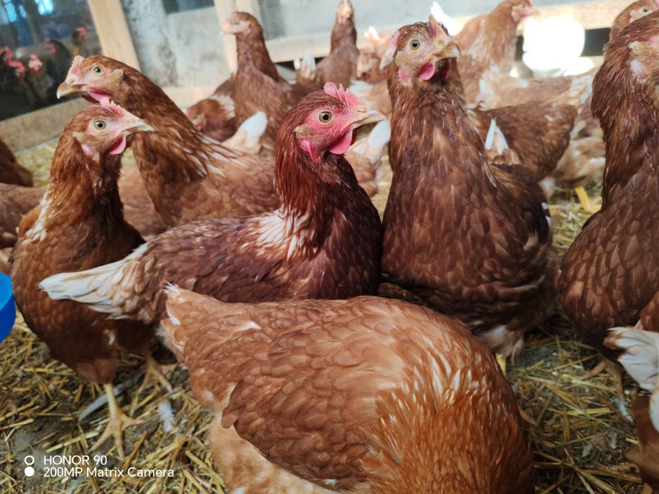 Ярки  Ломан Браун