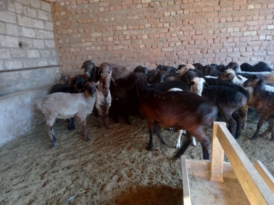 Семиз токтылар сатылады