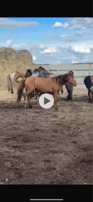 7 бие 1 айғыр 1 байтал сатылады