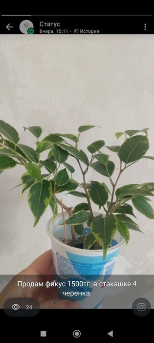 фикус продам фикус