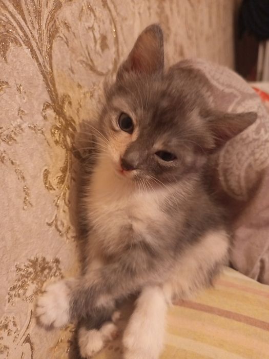 Примите в дар кошечку