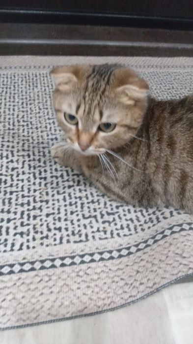 Кошечка в добрые руки