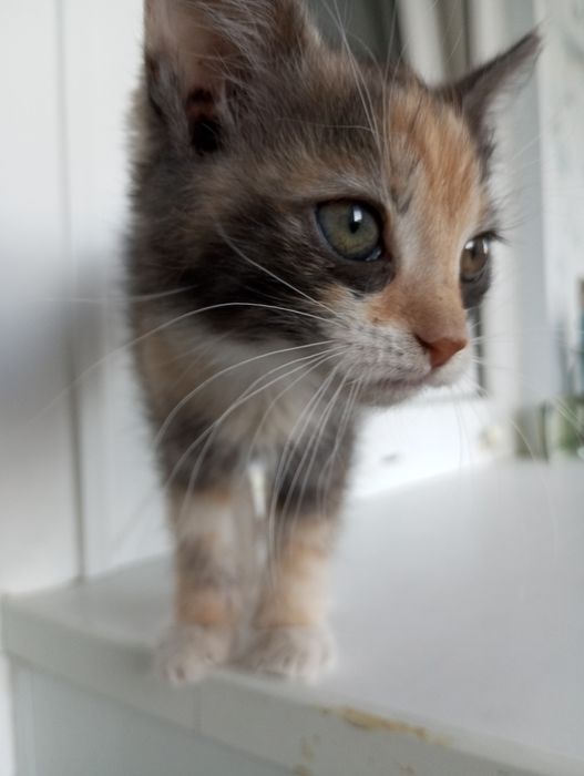 отдам котенка в добрые руки