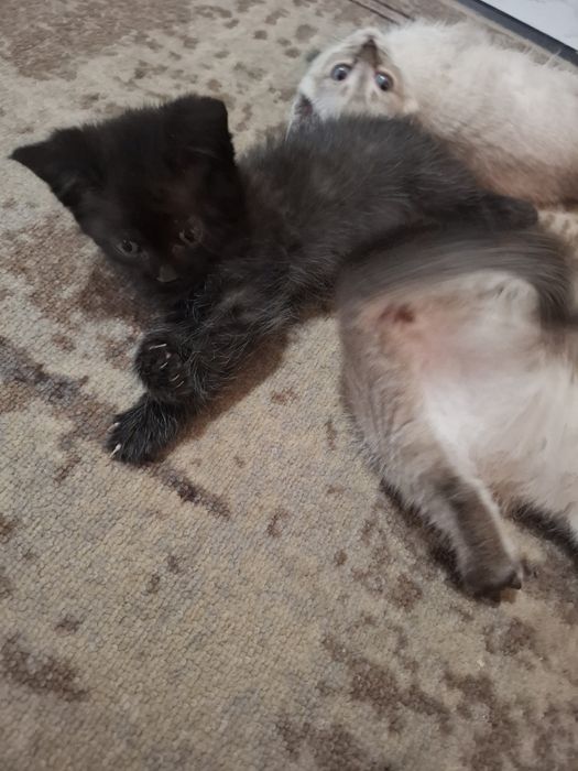 Котята     обычные