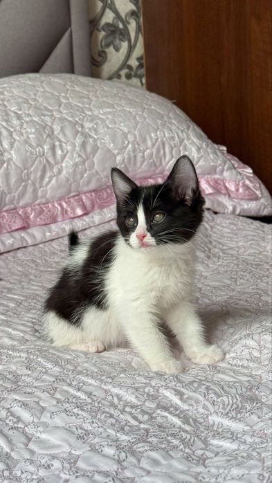 Красивый котенок.