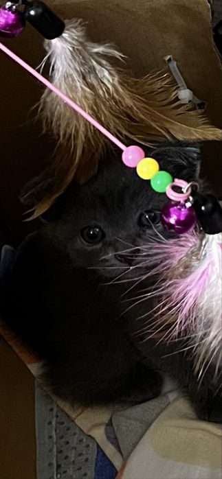 Веслоухие котята