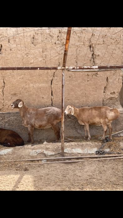 Zot uchun edilbay va arashan