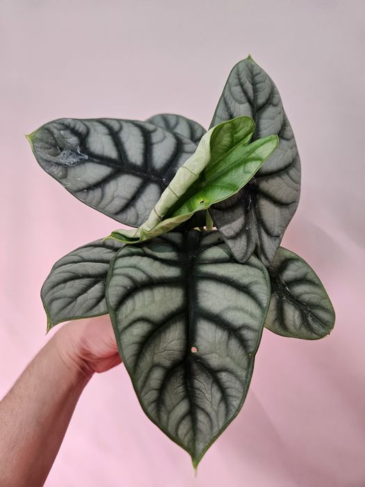 Алоказия сильвер дракон