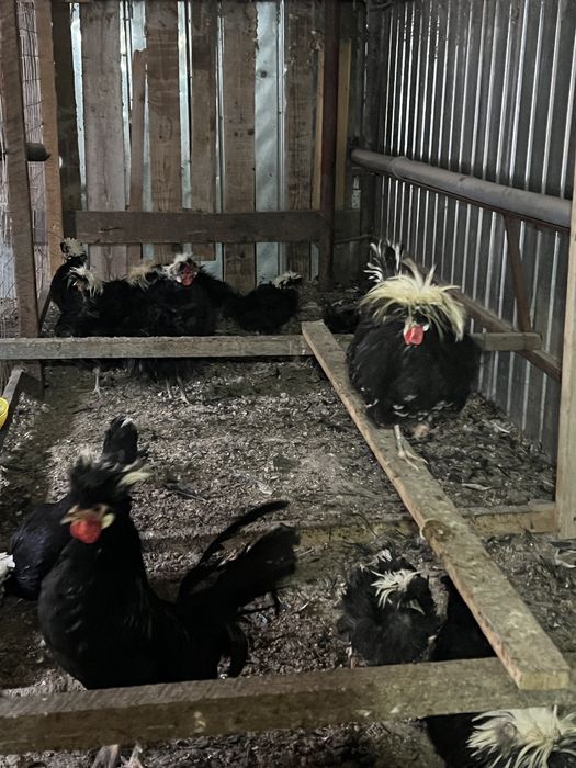 Vand perechii de Motata Olandeza