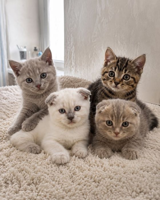 Продаются котята скоттиш фолд
