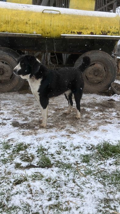 mascul metis corb/asia centrala 12 luni