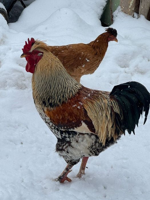 Vand cocosi de curte