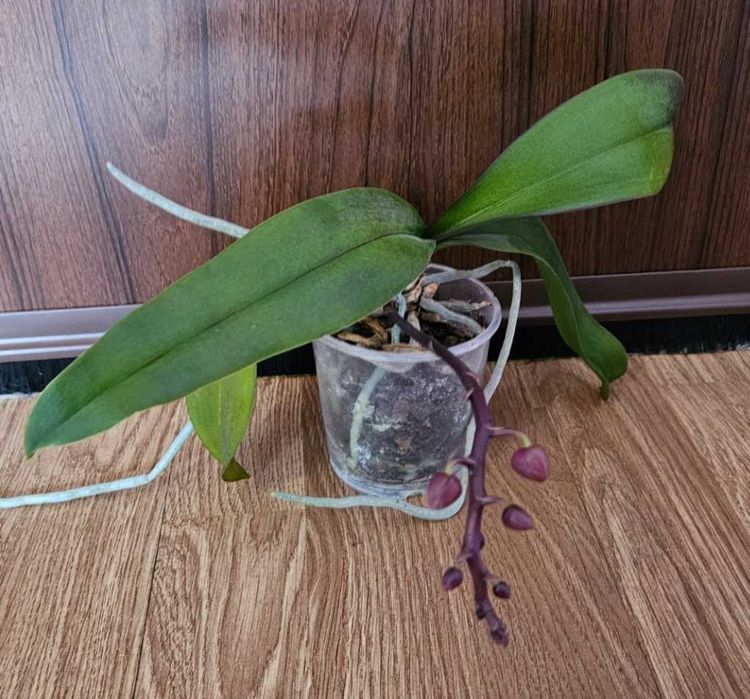 Орхидеи фаленопсис Монпелие, Kimono, Монтрьо, Grosseto