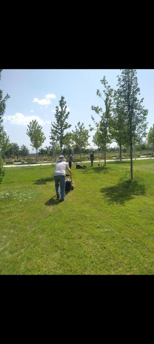 Gazon rulon landshaft