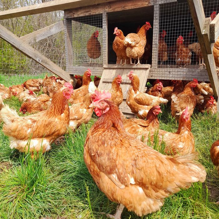 Кокошки носачки свободно отглеждани