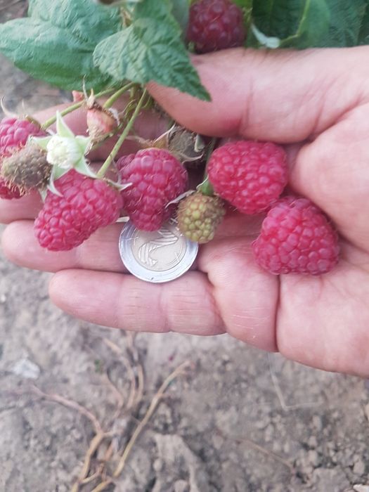 Разсад ранни и есенни малини