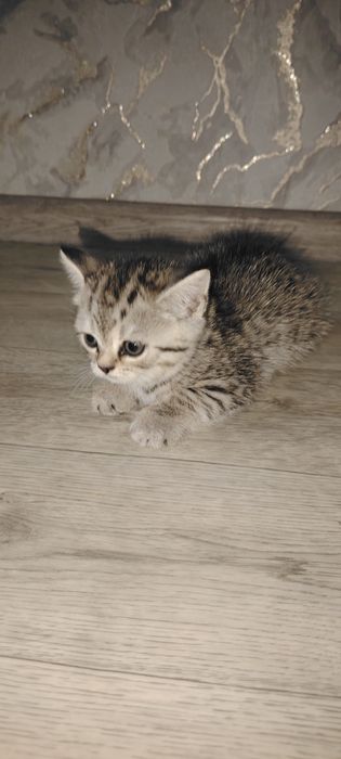 Котята страйт скоттиш