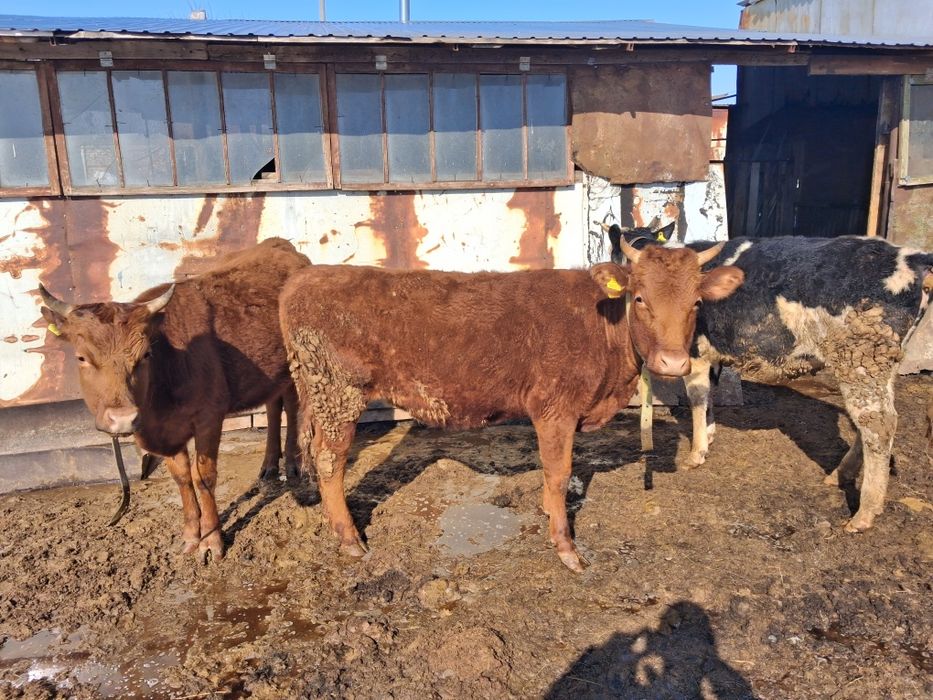 Продам тёлок 2-х лет