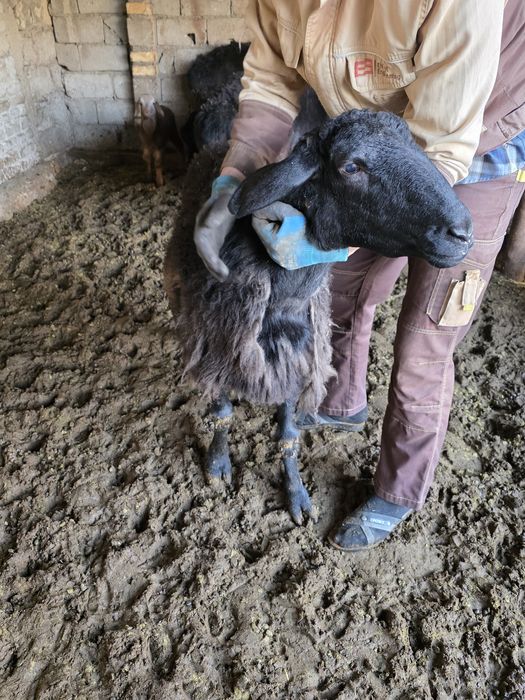 Egiz tugʻgan qŏy sotiladi