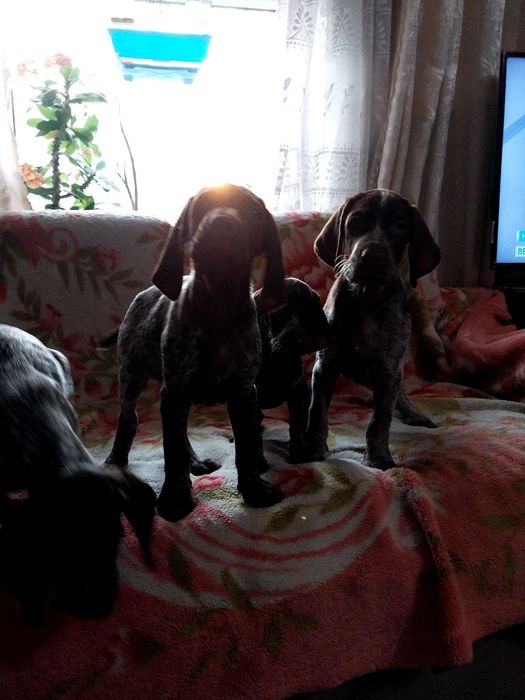 Охотники Курцхаар