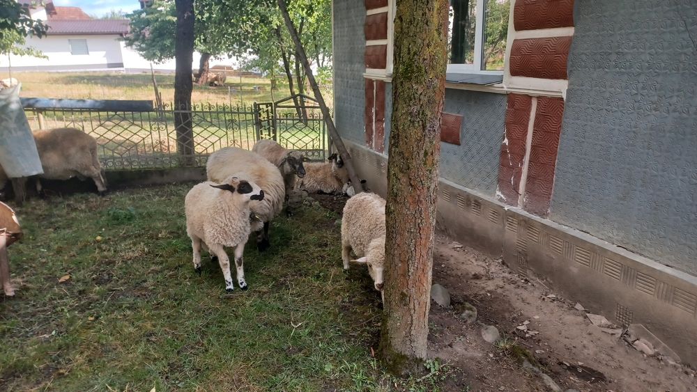 Vând oi miei și berbec