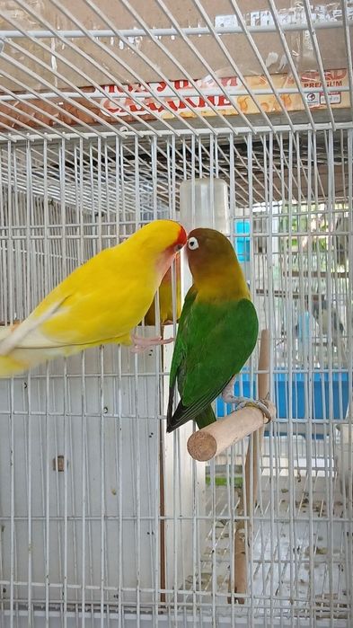 Nerazluchka para sotiladi