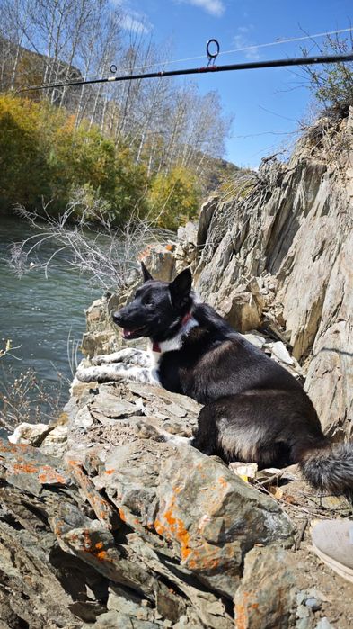 Продам щенков лайки