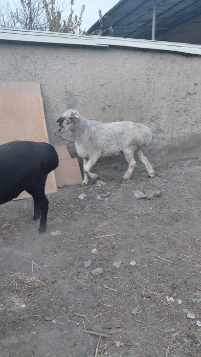 Zotli, Qozoqi qo'chorlar