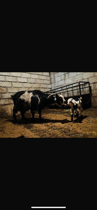 Сүтті ешкілер лағымен