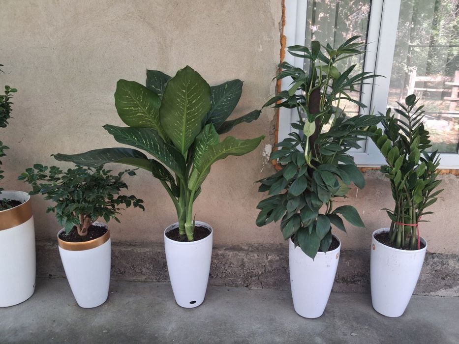 ЦВЕТЫ ОФИСНЫЕ, Офис гуллари, Комнатные растения