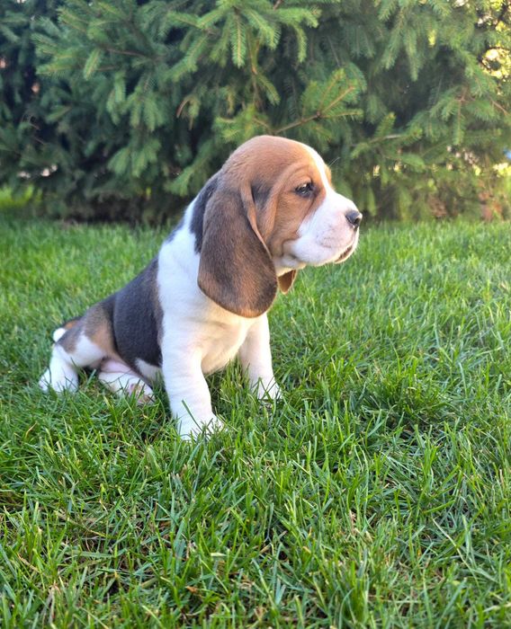pui Beagle  frumos TIP A