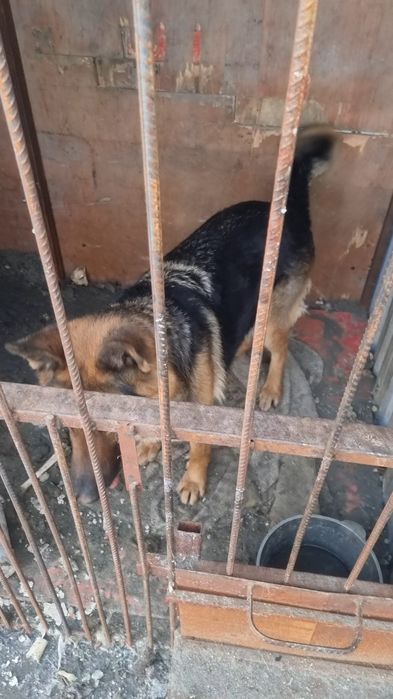 Afcharka 1 juft tozasini boqaman dganlarga