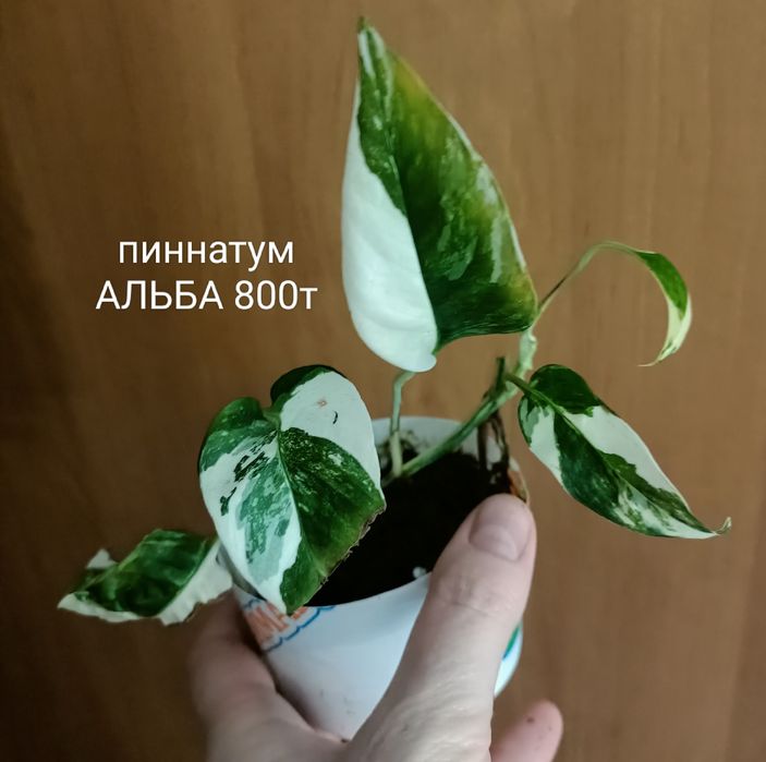 Филодендрон сциндпсус от 1500