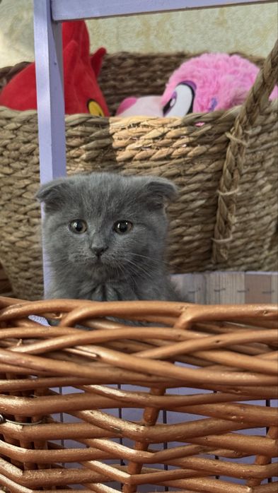 Скотиш фолд мушукча