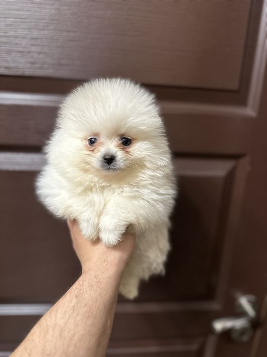 Мини Померан.