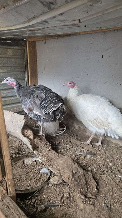 Жас аналық индуктар сатылады – 20 000 тг