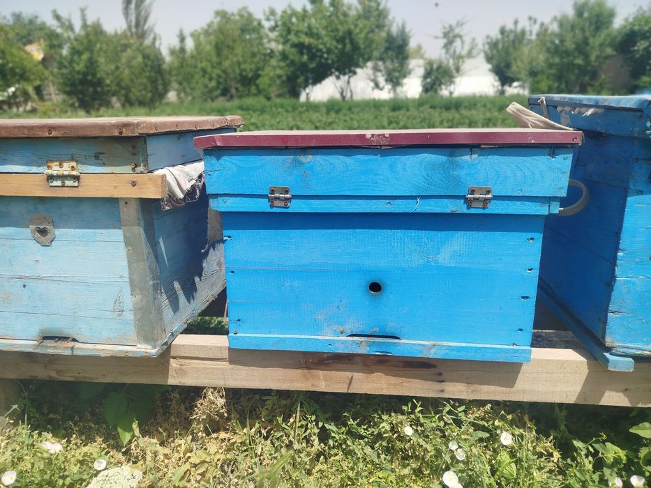 Асал арилар  / 5 оила