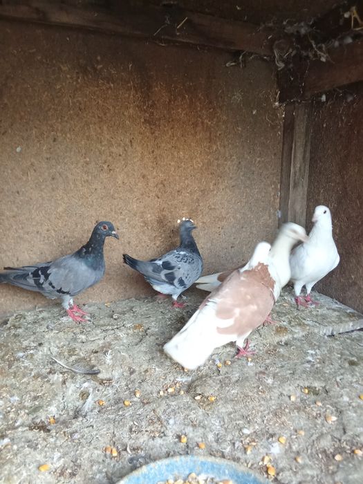 Vând porumbei sau schimb cu iepuri