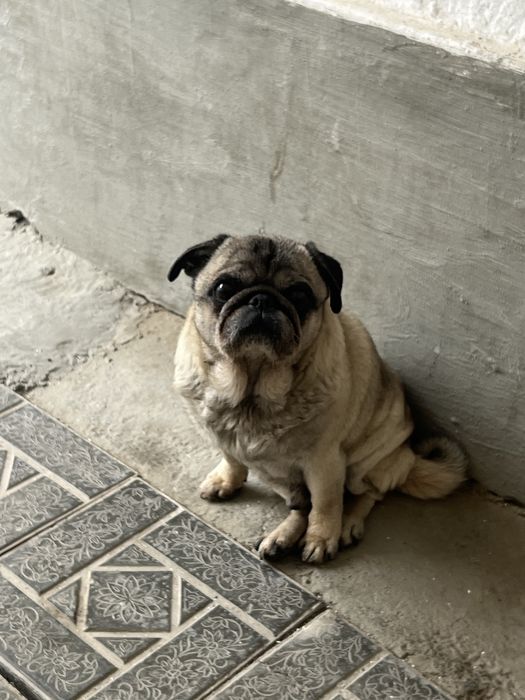 Кучук сотилади срочни оладиган бугунлар тел килинглар гаплашамиз