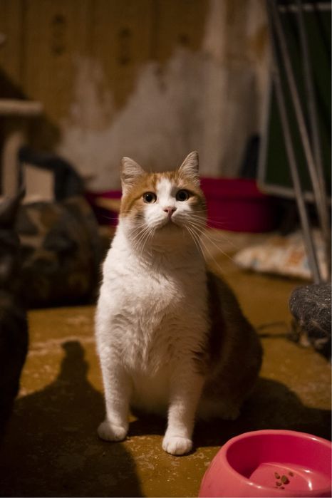 Хвостики ищут дом