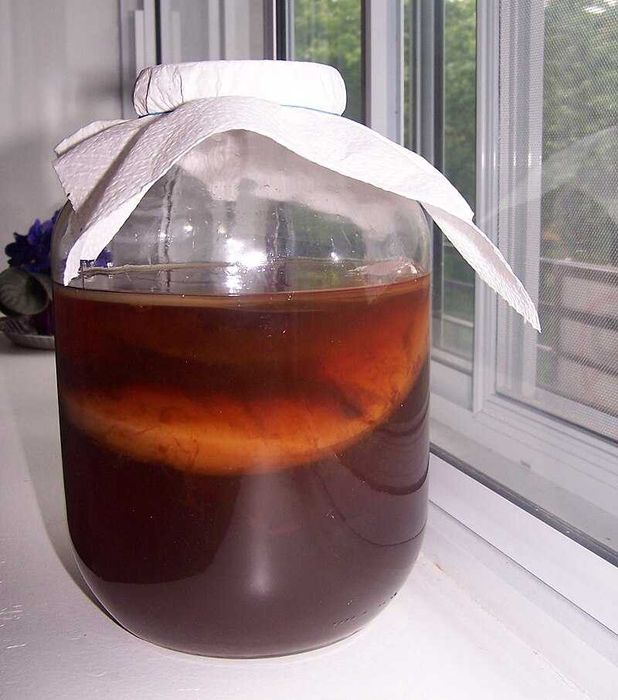 продам чайный гриб
