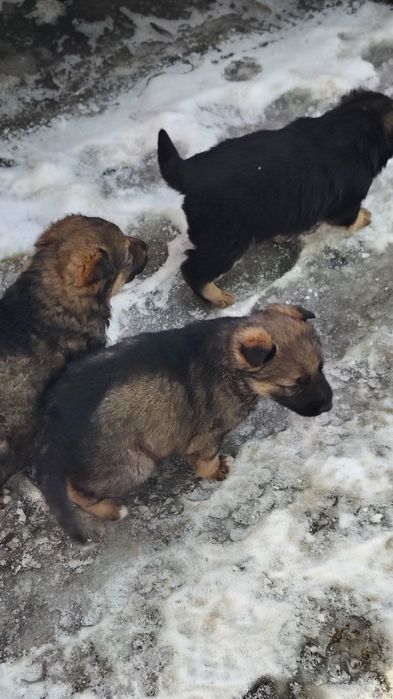Щенки немецкой овчарки Талдыкорган. Новостройка .
