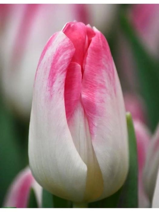 Тюльпаны оптом и в розницу