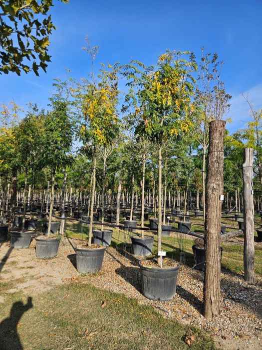 Copacii foiosi tei mestecan platan frasin toate dimensiunile