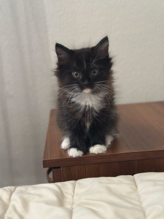 Отдам очень милых котят