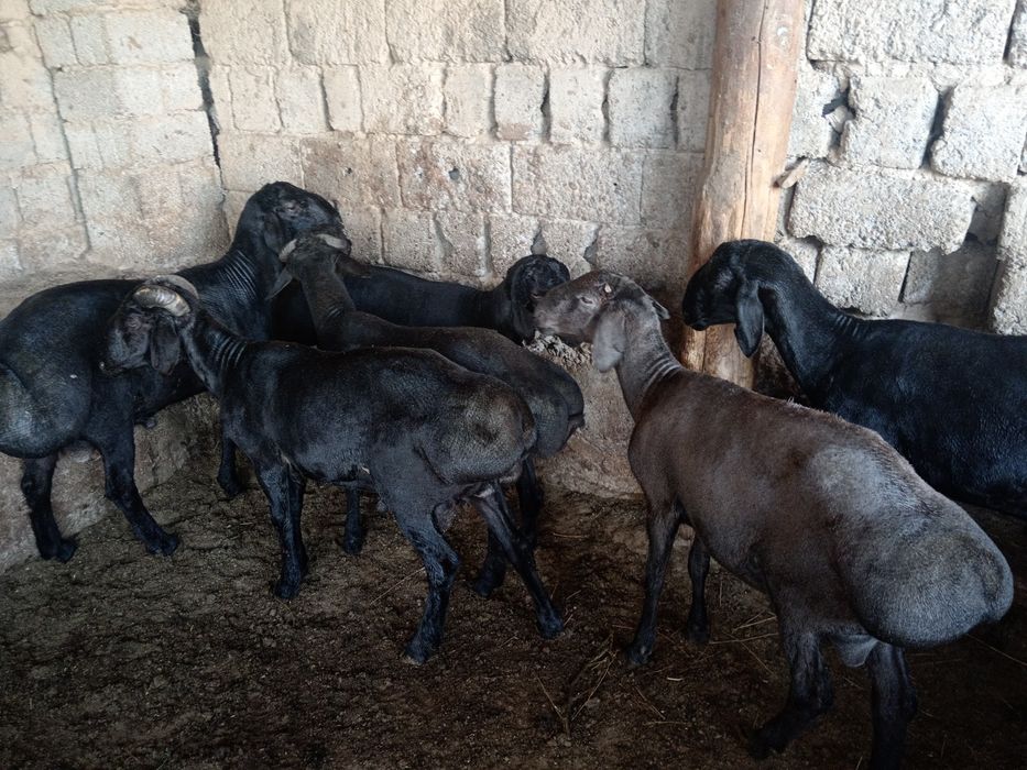 Qochqor, qoy, кочкор, кой, куй, quy,