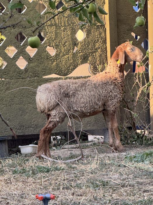 Кошкар тусак козы кошкар