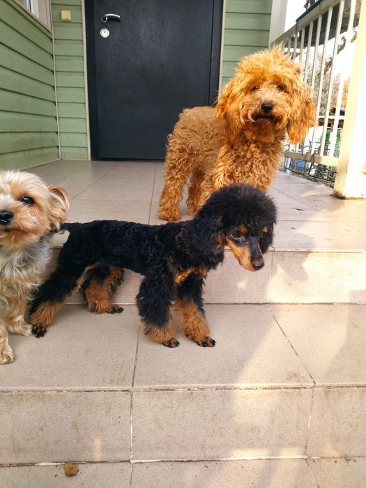 Щенки той пудель