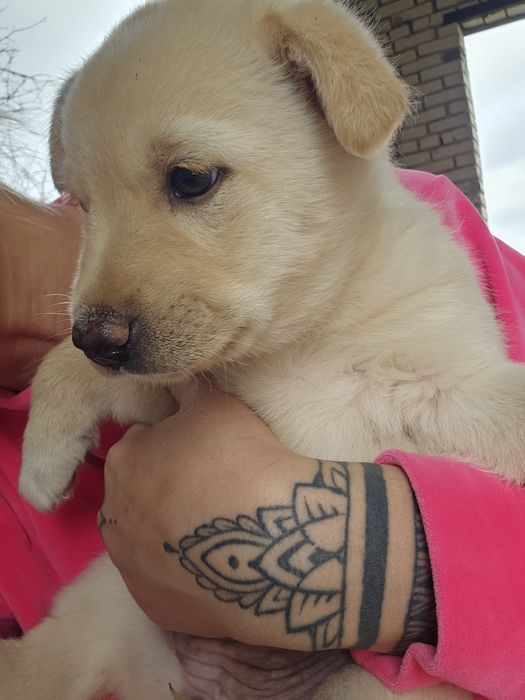 В хорошие руки щенок девочка